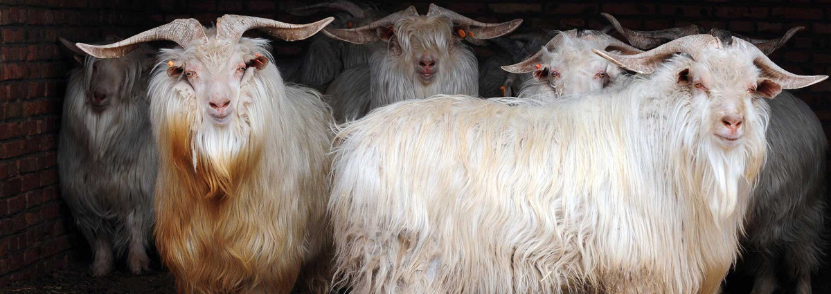 Capre del cashmere, la fibra dei nostri plaid
